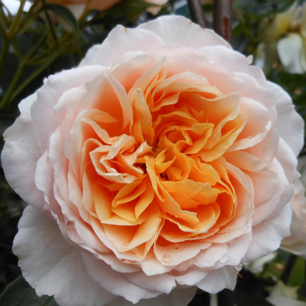 Ginger-Syllabub-1