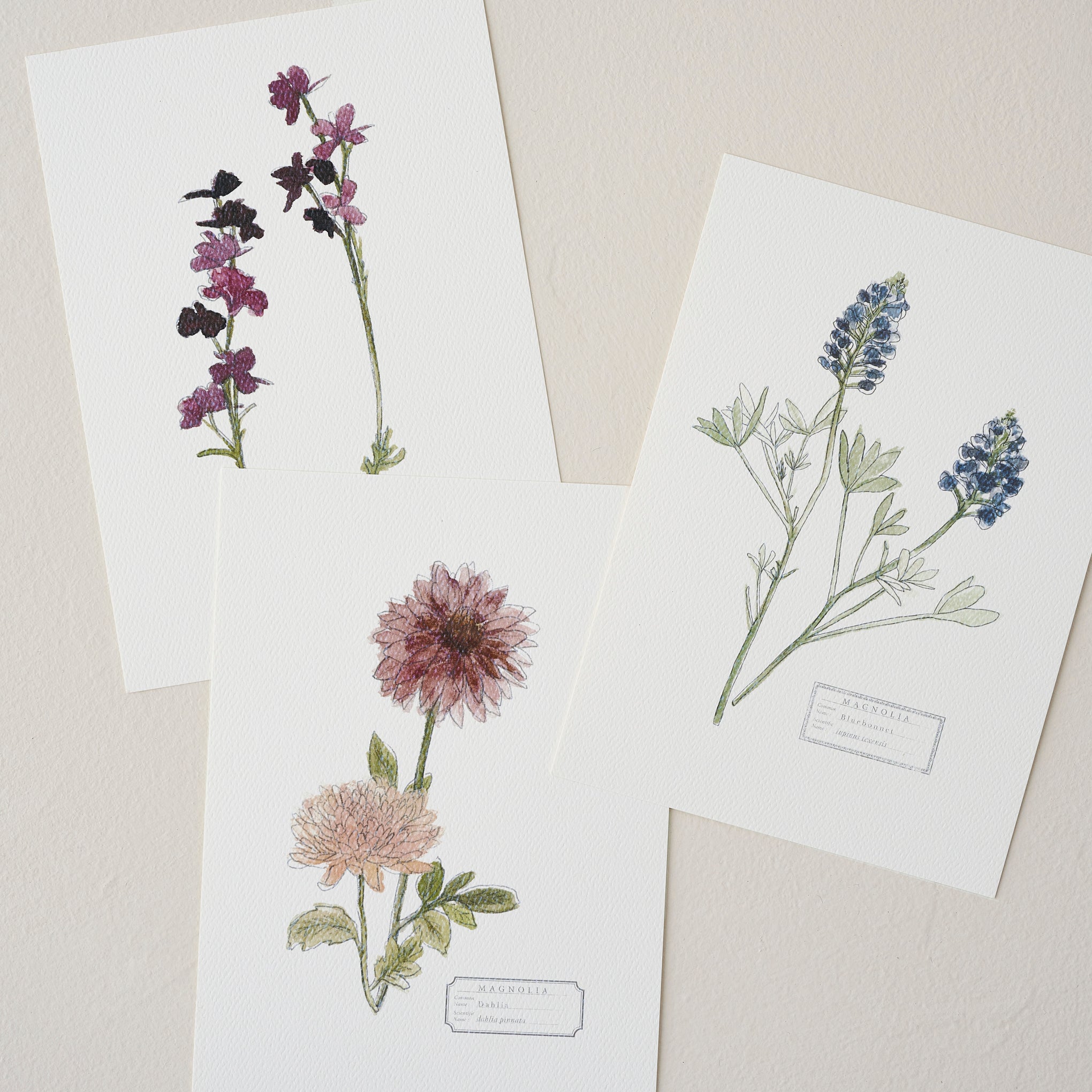 MAGGARDENCS_1
